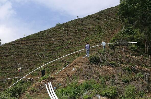 巧用滴灌，農(nóng)專(zhuān)家手把手教你種出好柚子！