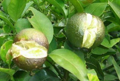 果實(shí)到底為什么會(huì)裂果，原因居然是這些！